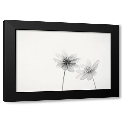 Two Small Flowers Black Modern Wood Framed Art Print with Double Matting by Gronkjar, Lotte