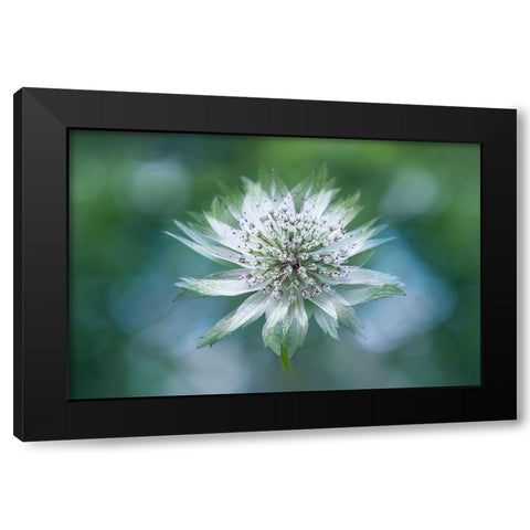 Astrantia Black Modern Wood Framed Art Print with Double Matting by Parker, Jacky
