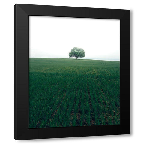 The Lonely Oak Tree Black Modern Wood Framed Art Print with Double Matting by Lindsten, Christian