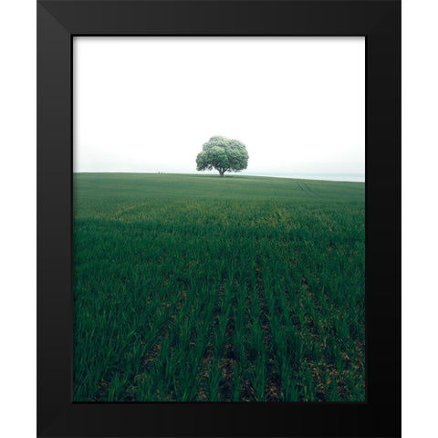 The Lonely Oak Tree Black Modern Wood Framed Art Print by Lindsten, Christian