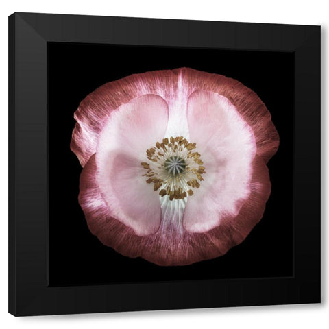One Of Many Poppies Black Modern Wood Framed Art Print by Gronkjar, Lotte