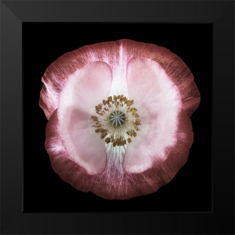 One Of Many Poppies Black Modern Wood Framed Art Print by Gronkjar, Lotte