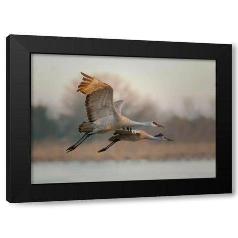 Together Black Modern Wood Framed Art Print by Feng, Young