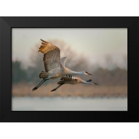 Together Black Modern Wood Framed Art Print by Feng, Young