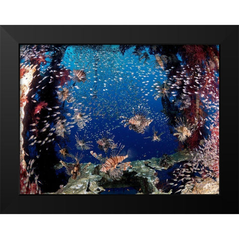 Lionfish Party Black Modern Wood Framed Art Print by Ben Tov, Ilan