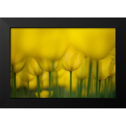 Yellow One Color Black Modern Wood Framed Art Print by Suzuki, Takashi