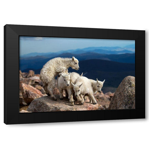 Baby Goats At Play Black Modern Wood Framed Art Print by Verdon