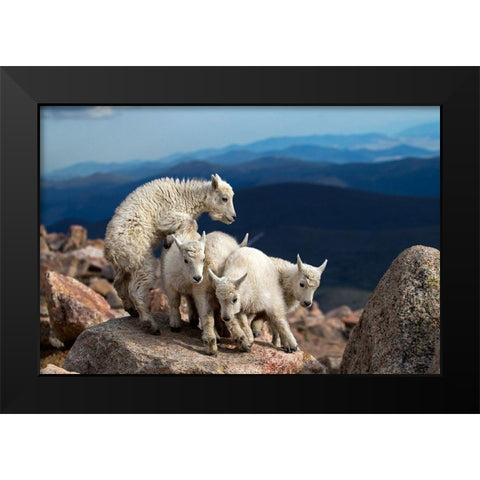 Baby Goats At Play Black Modern Wood Framed Art Print by Verdon