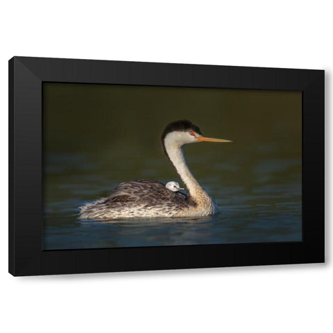 Front Seat View Black Modern Wood Framed Art Print with Double Matting by Barsh, Greg