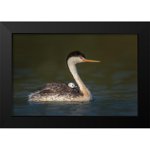 Front Seat View Black Modern Wood Framed Art Print by Barsh, Greg