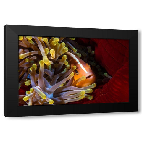 Skunk Clownfish Black Modern Wood Framed Art Print with Double Matting by Gabriel, Barathieu