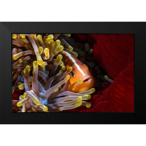 Skunk Clownfish Black Modern Wood Framed Art Print by Gabriel, Barathieu