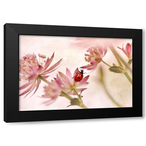 Ladybird And Pink Flowers Black Modern Wood Framed Art Print with Double Matting by Van Deelen, Ellen