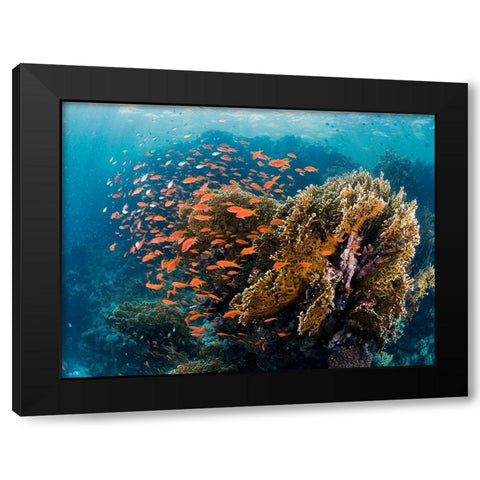 Reefscape Black Modern Wood Framed Art Print by Ben Tov, Ilan