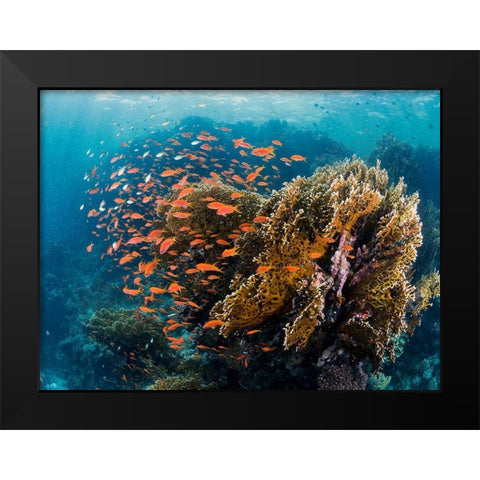 Reefscape Black Modern Wood Framed Art Print by Ben Tov, Ilan