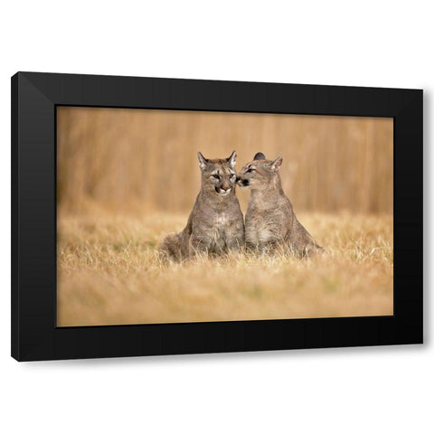 Cougars Black Modern Wood Framed Art Print by Zygmunt, Milan