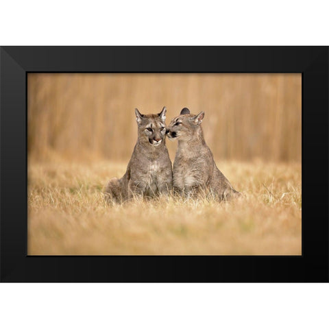 Cougars Black Modern Wood Framed Art Print by Zygmunt, Milan