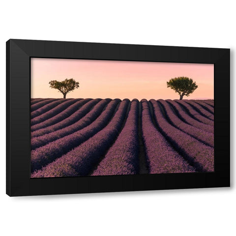 Lavender Field Black Modern Wood Framed Art Print with Double Matting by Kevin