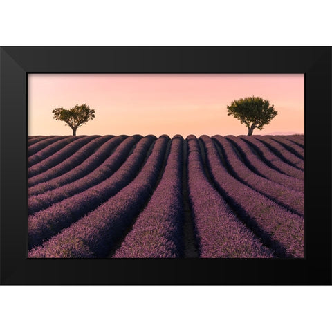 Lavender Field Black Modern Wood Framed Art Print by Kevin