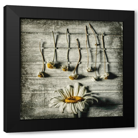 Survival Black Modern Wood Framed Art Print with Double Matting by Petkova, Evelina