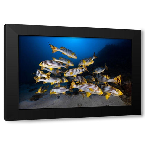 Underwater Photography-Indian Ocean Sweetlips Black Modern Wood Framed Art Print with Double Matting by Gabriel, Barathieu