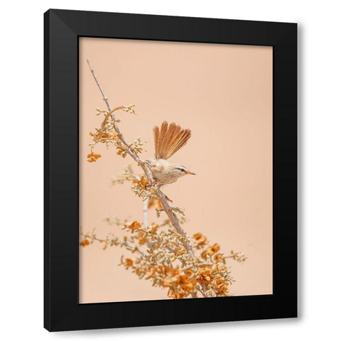 Scrub Warbler Black Modern Wood Framed Art Print by Waldmann, Shlomo