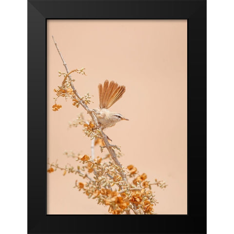 Scrub Warbler Black Modern Wood Framed Art Print by Waldmann, Shlomo