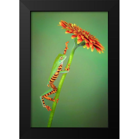 The Climber Black Modern Wood Framed Art Print by Doyle, Renee