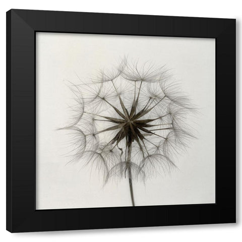 Tragopogon Black Modern Wood Framed Art Print by Gronkjar, Lotte