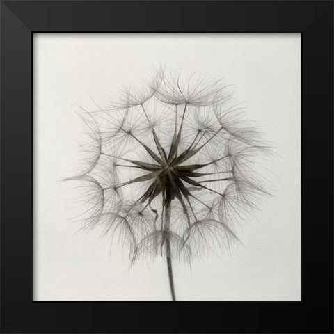 Tragopogon Black Modern Wood Framed Art Print by Gronkjar, Lotte