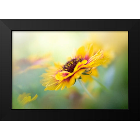 Gaillardia Black Modern Wood Framed Art Print by Parker, Jacky