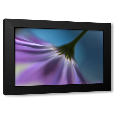 Bright Marguerites Black Modern Wood Framed Art Print with Double Matting by Westum, Heidi