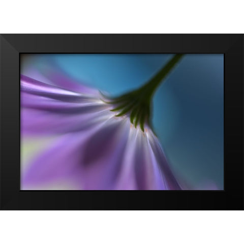 Bright Marguerites Black Modern Wood Framed Art Print by Westum, Heidi