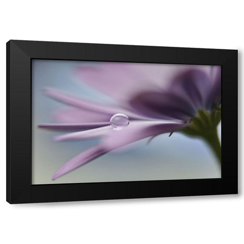 The Peaceful Drop Black Modern Wood Framed Art Print with Double Matting by Westum, Heidi