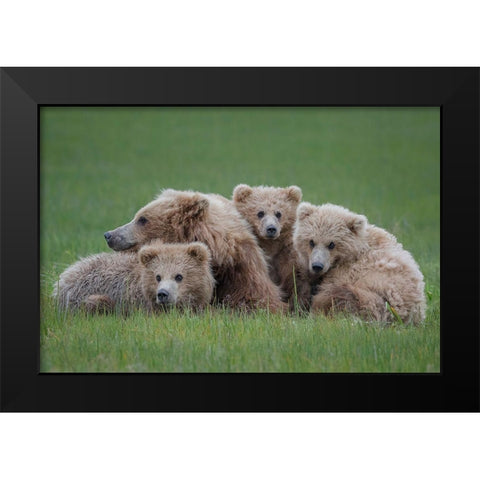 Bear Huddle Black Modern Wood Framed Art Print by Doyle, Renee