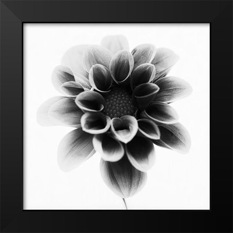 Dahlia Black Modern Wood Framed Art Print by Gronkjar, Lotte