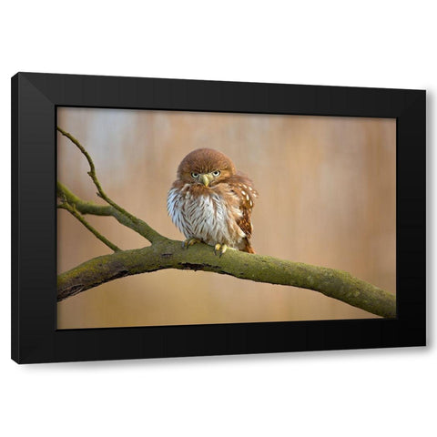 Ferruginous Pygmy Owl Black Modern Wood Framed Art Print with Double Matting by Zygmunt, Milan
