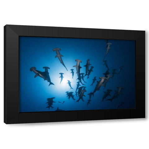 Hammerhead Shark - Underwater Photography Black Modern Wood Framed Art Print with Double Matting by Gabriel, Barathieu