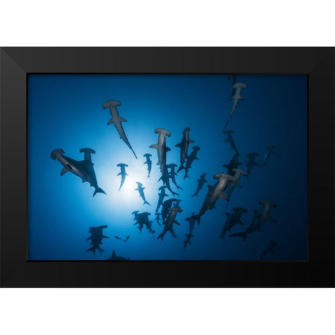 Hammerhead Shark - Underwater Photography Black Modern Wood Framed Art Print by Gabriel, Barathieu