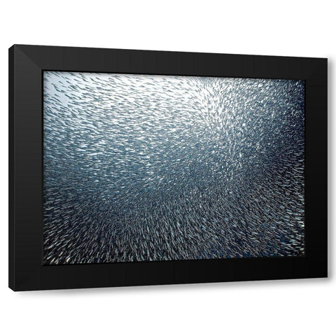 Sardines Firework Black Modern Wood Framed Art Print with Double Matting by Jager, Henry