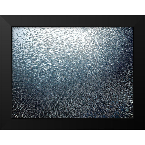 Sardines Firework Black Modern Wood Framed Art Print by Jager, Henry