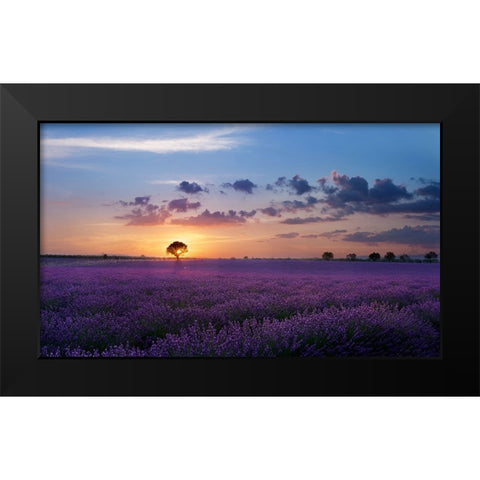 Lonely Tree In Valensole Black Modern Wood Framed Art Print by Bugnone, Paolo