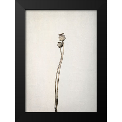 Two Old Poppies Black Modern Wood Framed Art Print by Gronkjar, Lotte