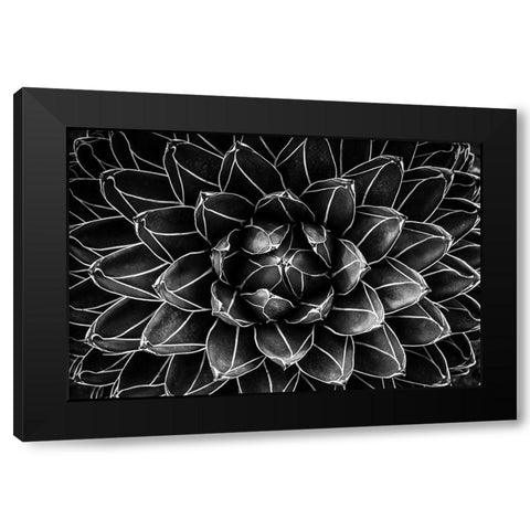 Natural Math Black Modern Wood Framed Art Print with Double Matting by Valentina Patrascoiu, Monica