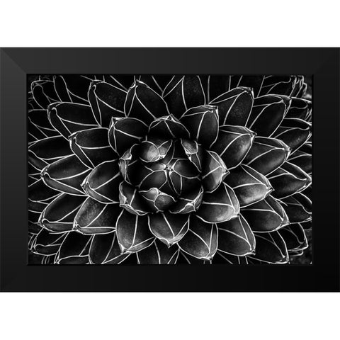 Natural Math Black Modern Wood Framed Art Print by Valentina Patrascoiu, Monica