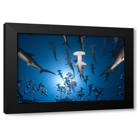 Hammerhead Shark Black Modern Wood Framed Art Print with Double Matting by Gabriel, Barathieu