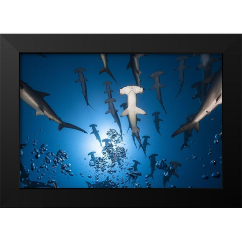 Hammerhead Shark Black Modern Wood Framed Art Print by Gabriel, Barathieu