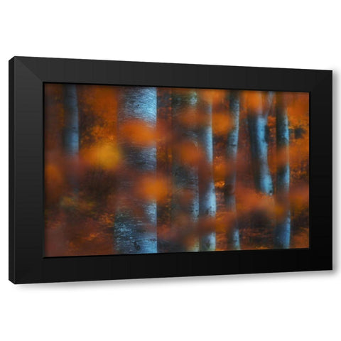 Hidden Forest Black Modern Wood Framed Art Print with Double Matting by Zsolt Andras, Szabo