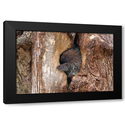 Baby Porcupine In Tree Black Modern Wood Framed Art Print with Double Matting by Cumming, Jim