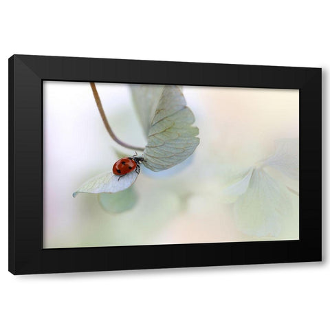 Ladybird On Blue-Green Hydrangea Black Modern Wood Framed Art Print with Double Matting by Van Deelen, Ellen